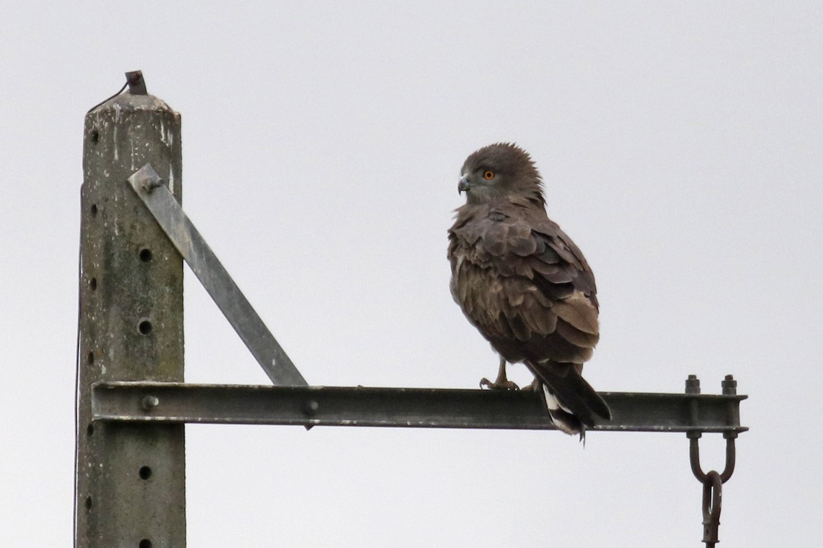 Short-toed Snake-Eagle - Francisco Barroqueiro