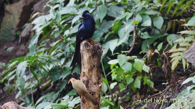 Brown-crowned Scimitar-Babbler (Phayre's) - ML213405311