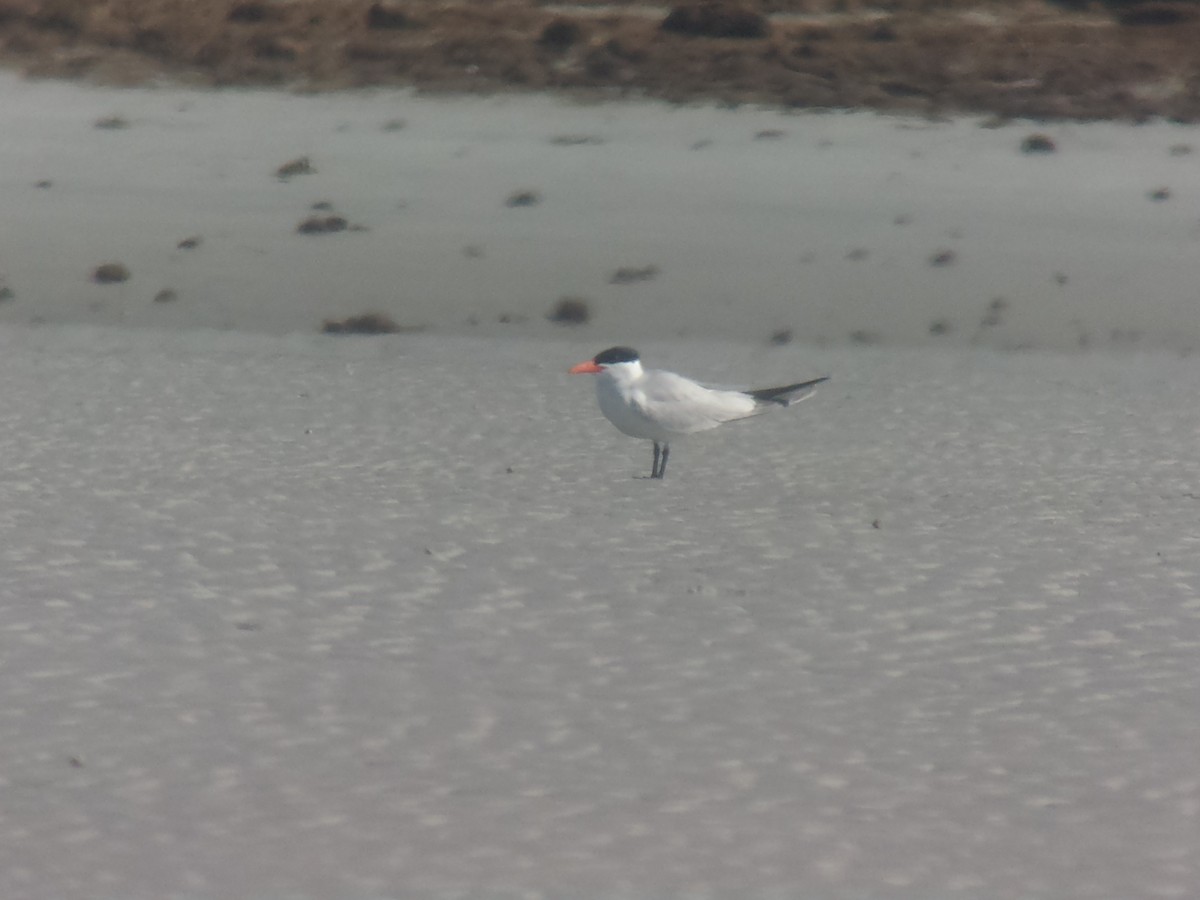 Caspian Tern - David M. Bell