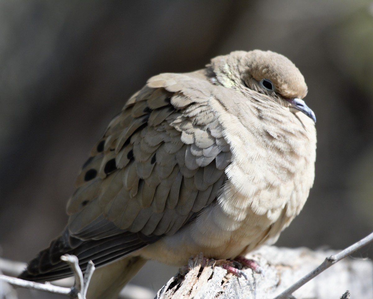 Mourning Dove - Erik Ostrander