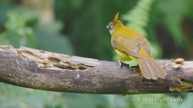 White-throated Bulbul - ML213406641