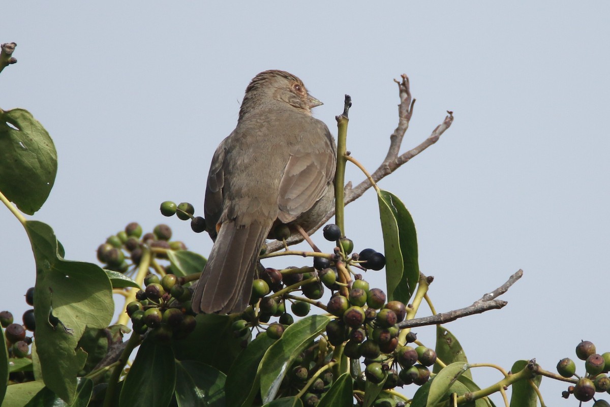 California Towhee - Ken Oeser