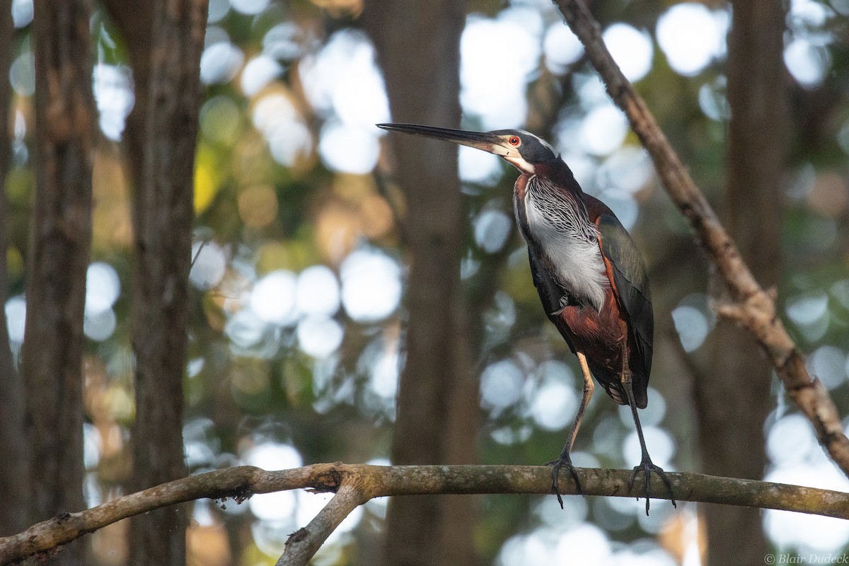 Agami Heron - Blair Dudeck