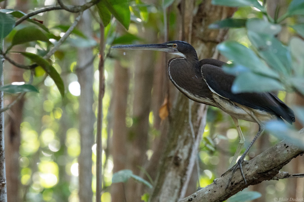 Agami Heron - Blair Dudeck