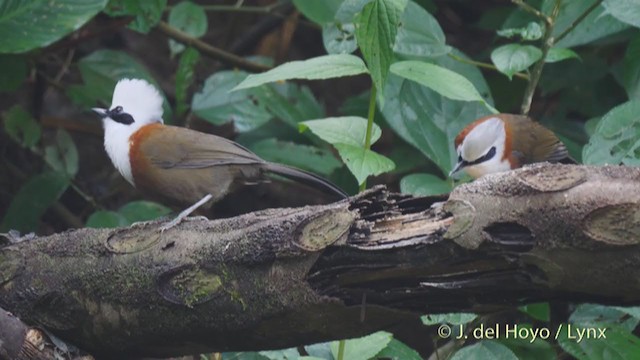 White-crested Laughingthrush - ML213408611