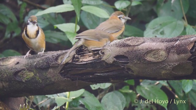 Lesser Necklaced Laughingthrush - ML213408901