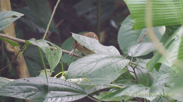 Lesser Necklaced Laughingthrush - ML213408911