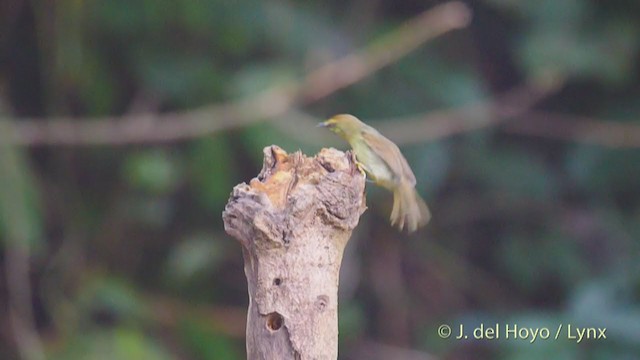 Pin-striped Tit-Babbler (Pin-striped) - ML213409301