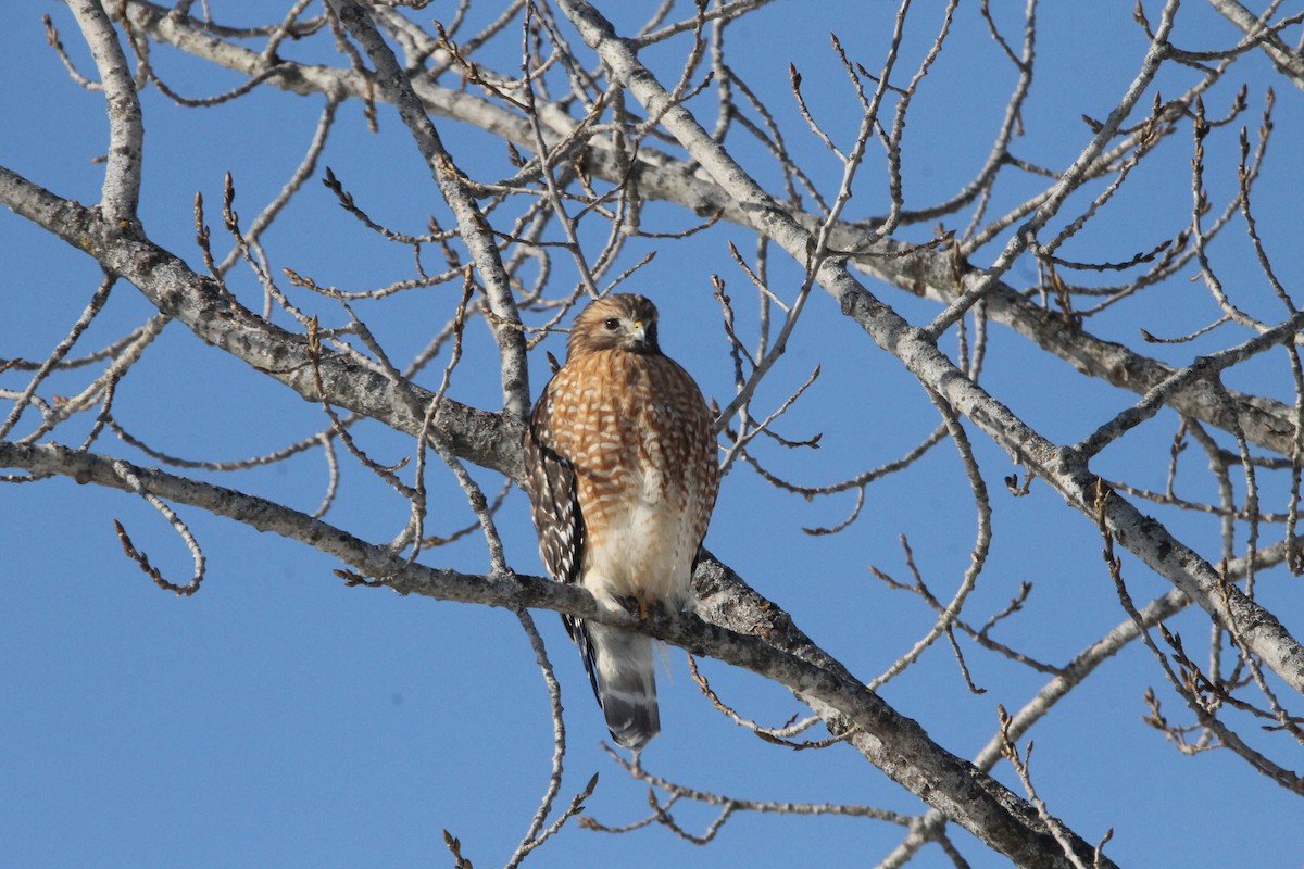 Red-shouldered Hawk - ML213409481