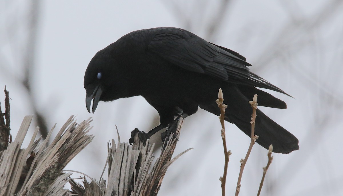 American Crow - ML213409751