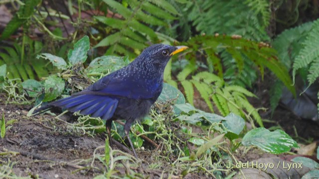 Blue Whistling-Thrush (Yellow-billed) - ML213410311