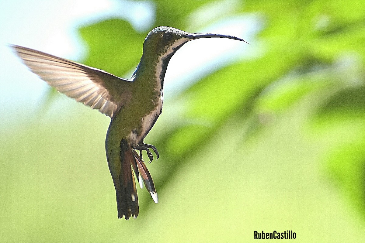 Green-breasted Mango - ML213412551