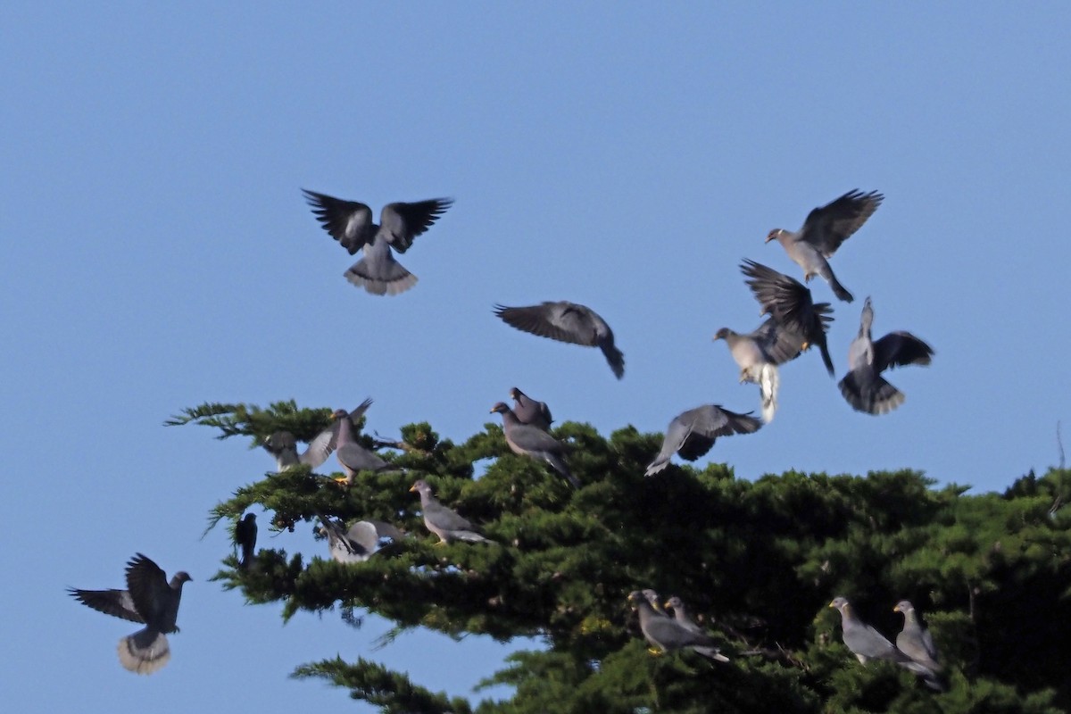 Band-tailed Pigeon - ML213413361