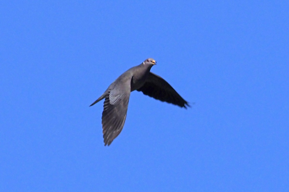 Band-tailed Pigeon - ML213413371