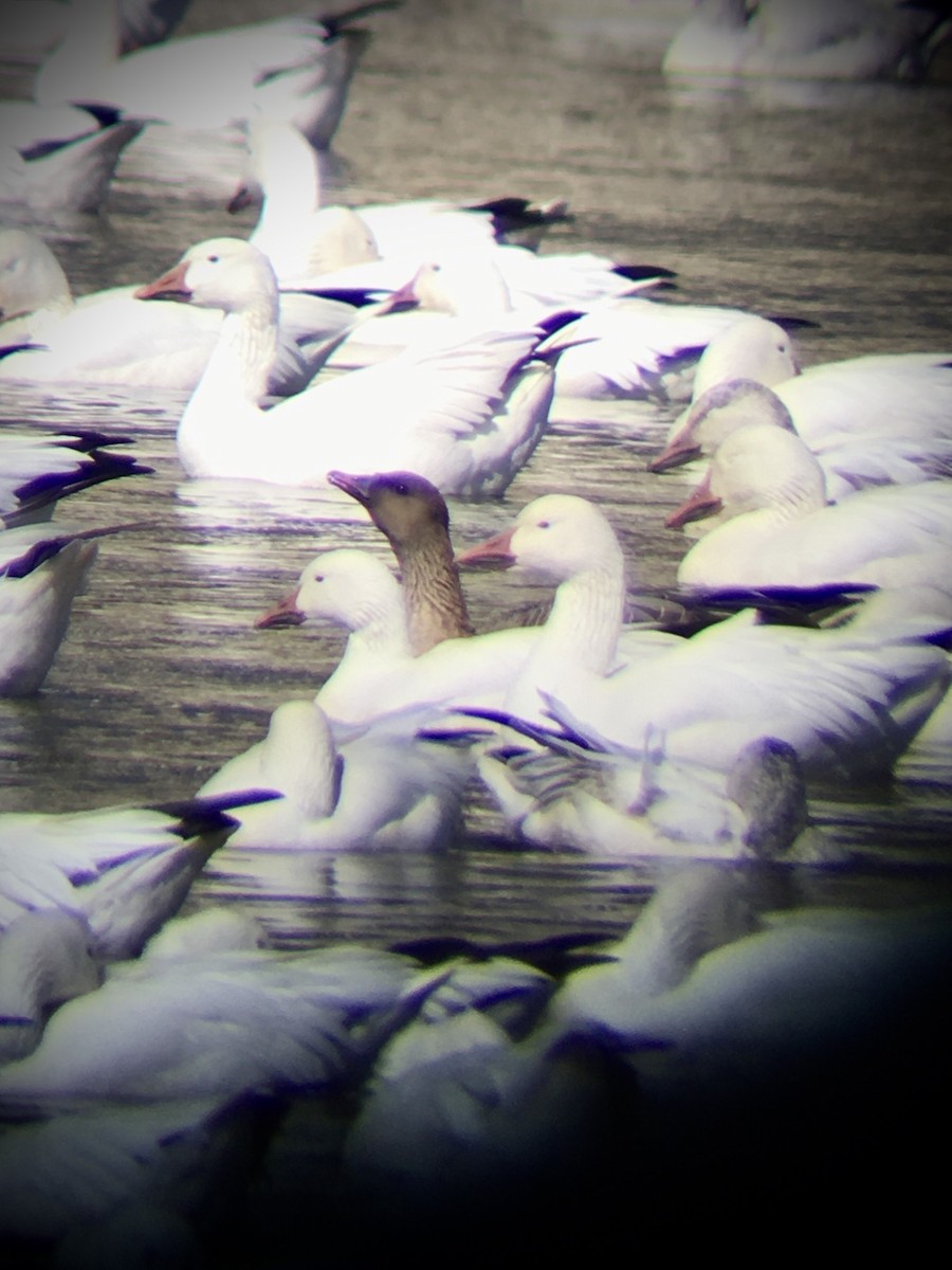 Pink-footed Goose - ML213413901