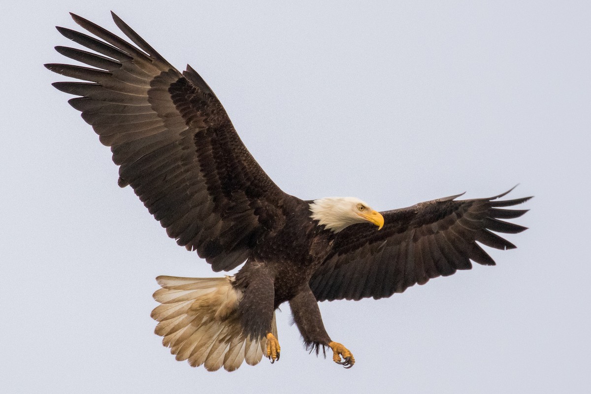 Bald Eagle - Steve McInnis