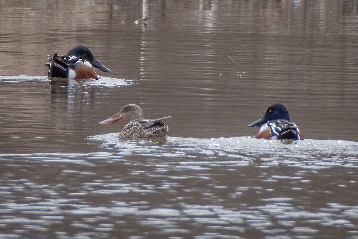 Northern Shoveler - ML213415241