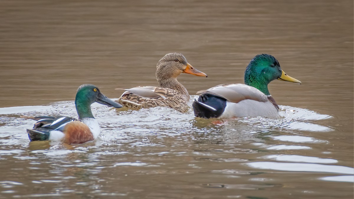 Northern Shoveler - ML213415251