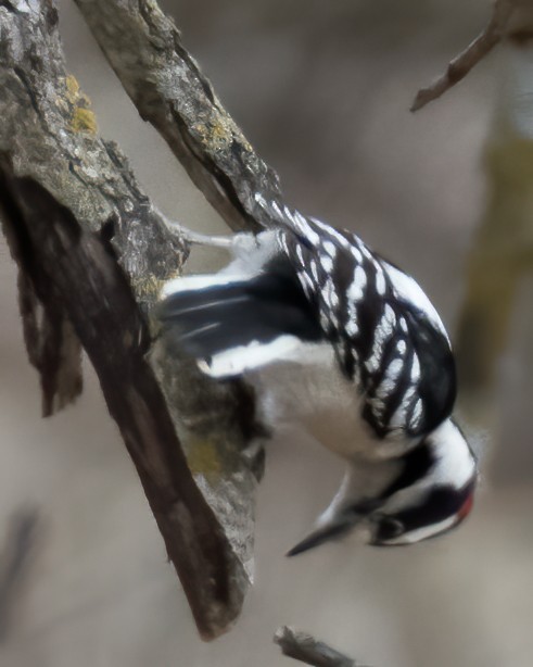 Downy Woodpecker - ML213415471