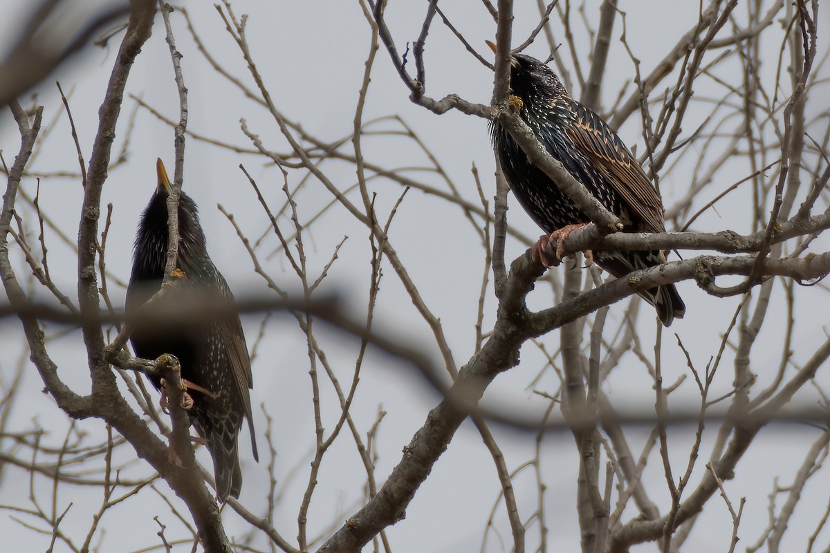 European Starling - ML213415501