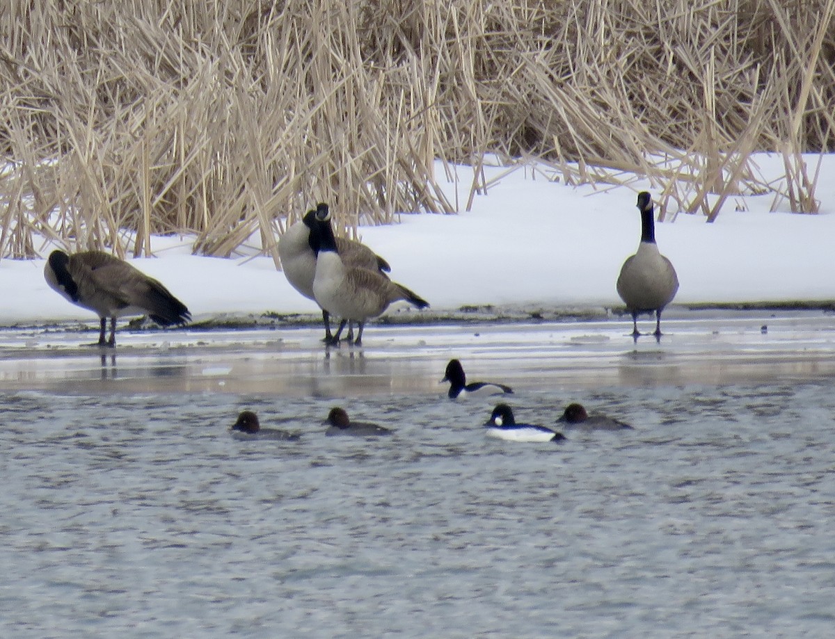 Ring-necked Duck - ML213415761