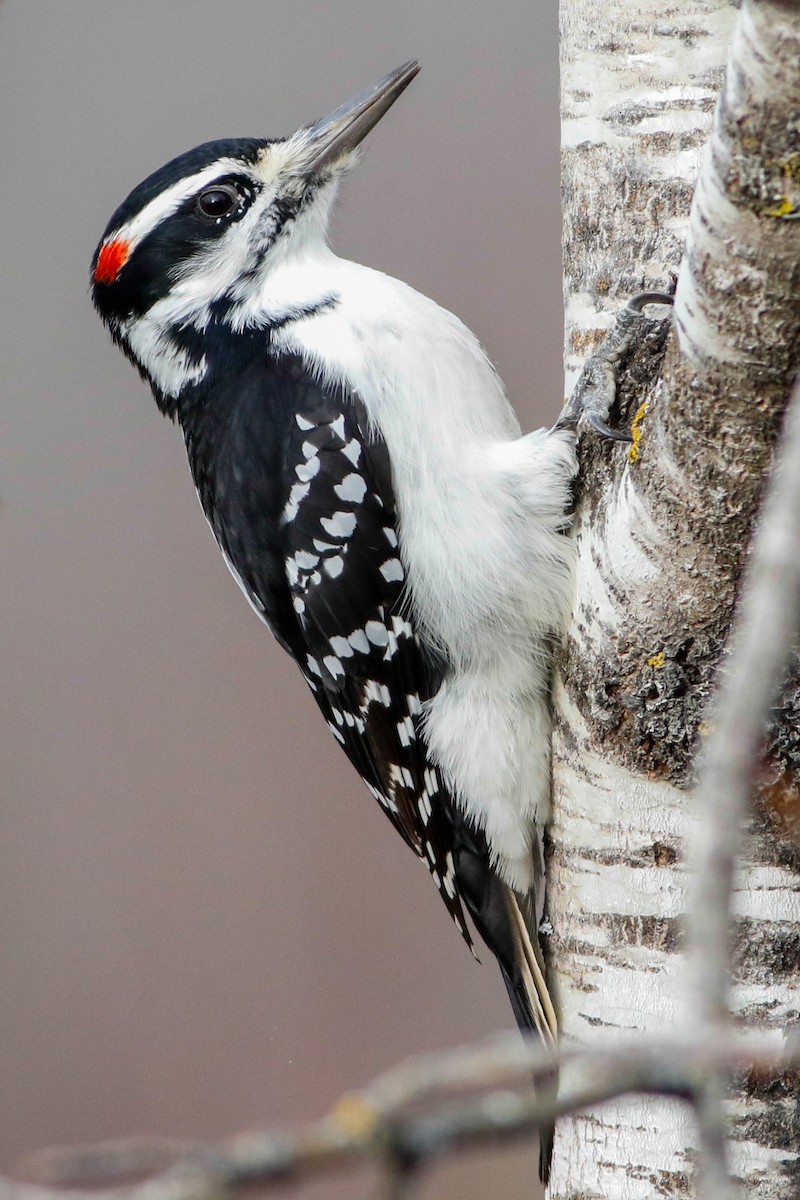 Hairy Woodpecker - ML213416091