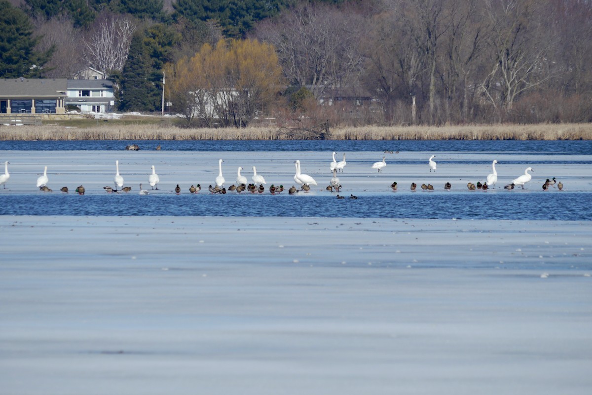 Tundra Swan - Gail Smith