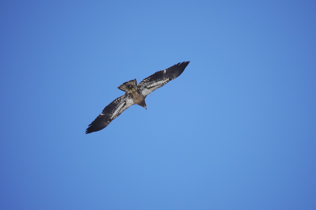 Bald Eagle - ML213416531