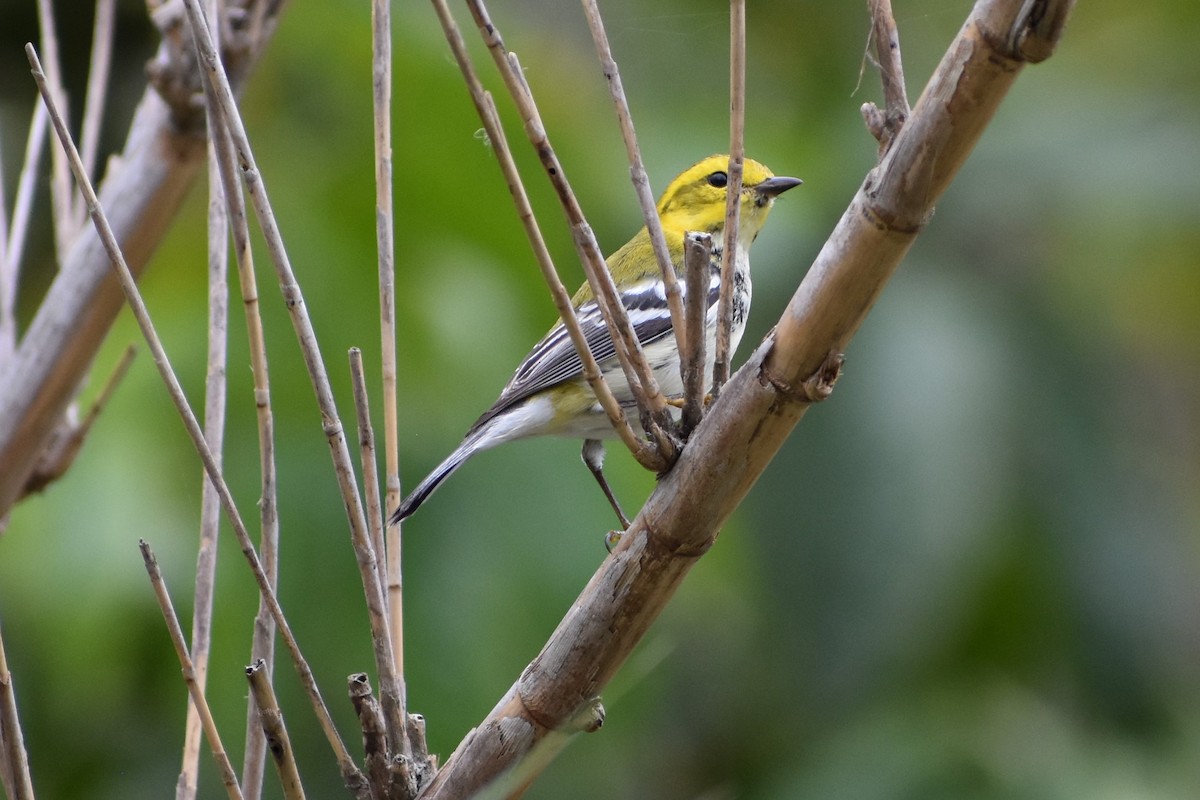 Black-throated Green Warbler - ML213416781