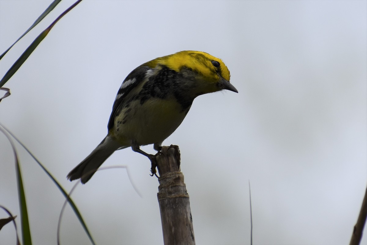 Black-throated Green Warbler - ML213416791