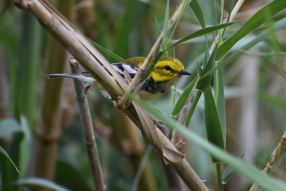 Black-throated Green Warbler - ML213416821