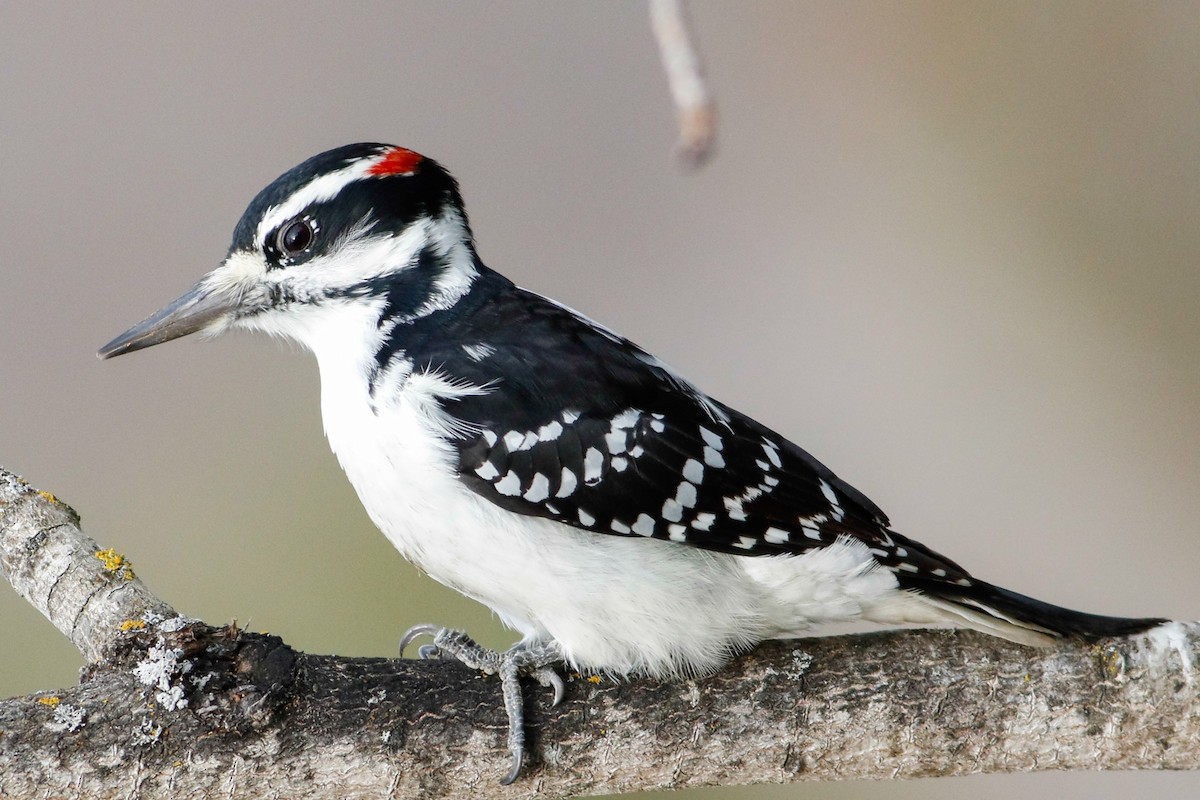 Hairy Woodpecker - ML213418501