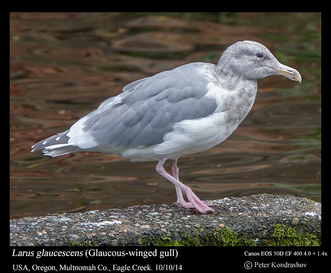 Glaucous-winged Gull - ML213418591