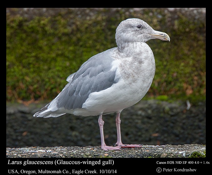 Glaucous-winged Gull - Peter Kondrashov