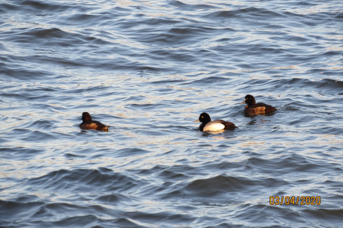 Greater Scaup - ML213419081