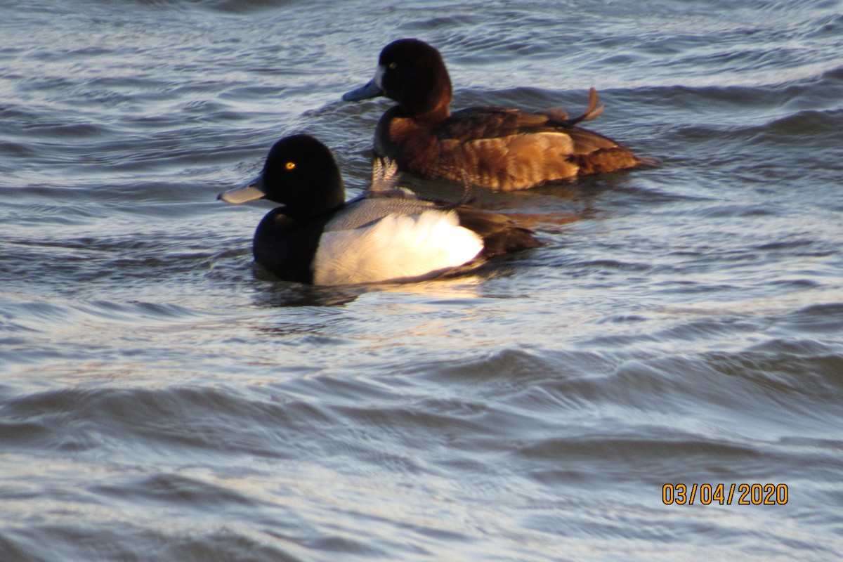 Greater Scaup - ML213419111