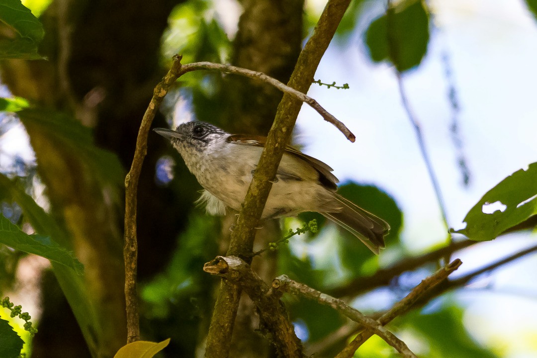 Rufous-backed Antvireo - LAERTE CARDIM