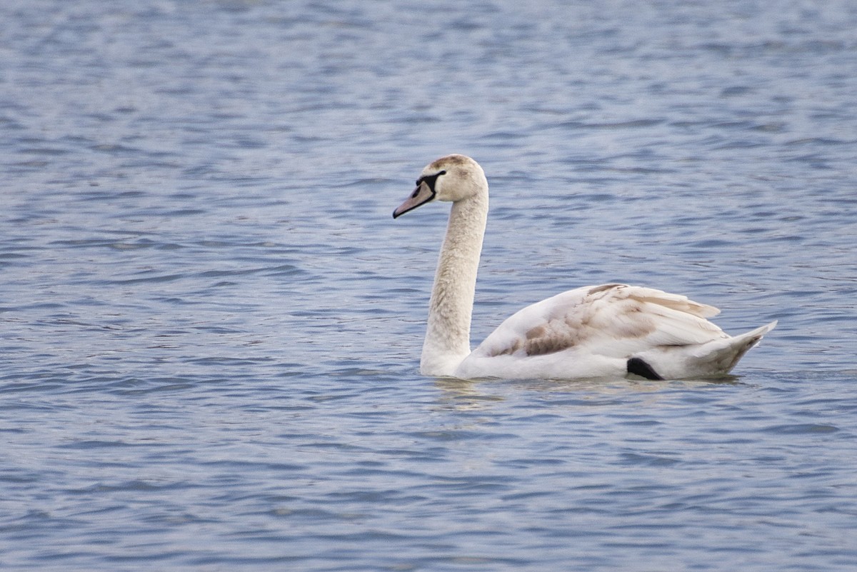 Mute Swan - ML213421991