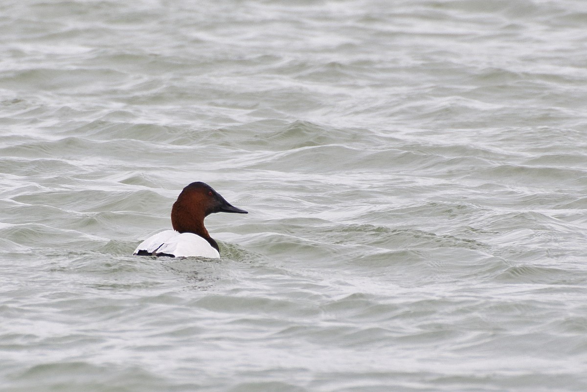 Canvasback - ML213422191