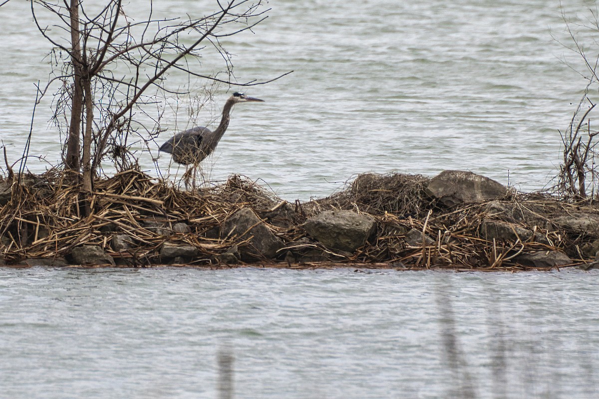 Great Blue Heron - ML213422441