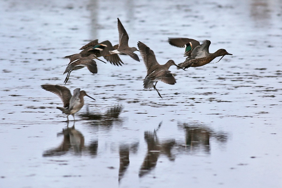 Green-winged Teal - ML21342311