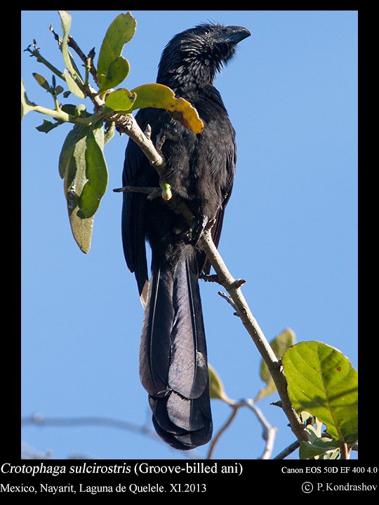 Groove-billed Ani - Peter Kondrashov