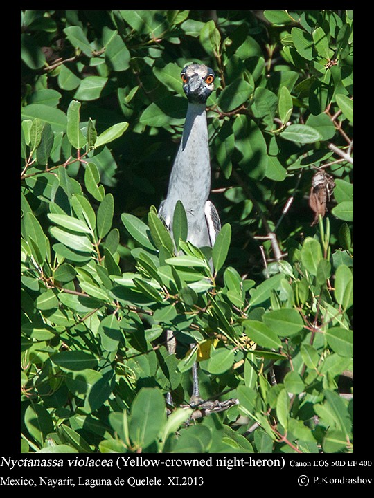 Yellow-crowned Night Heron (Yellow-crowned) - ML213423831