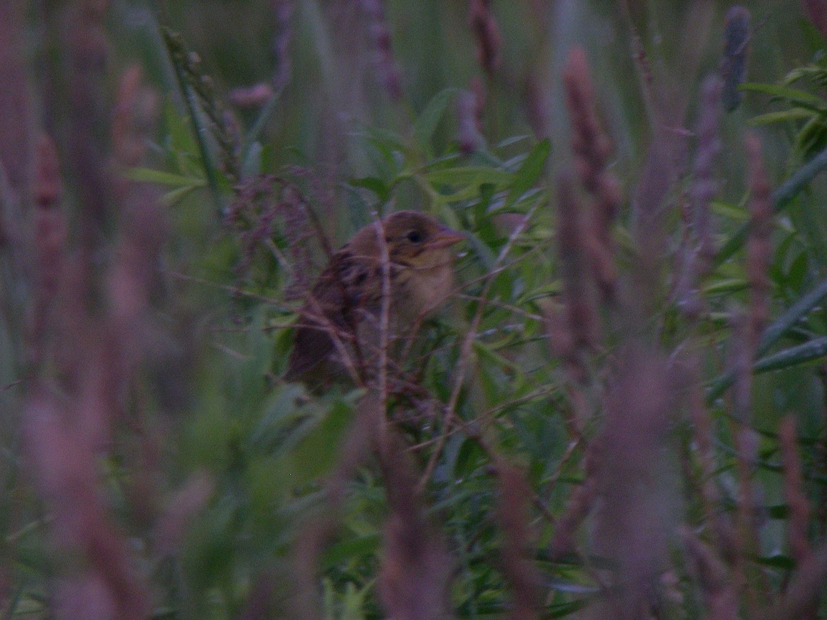 Henslow's Sparrow - Daniel Lebbin