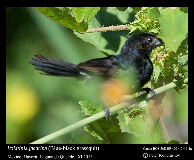 Blue-black Grassquit - Peter Kondrashov