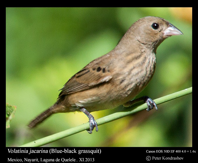 Blue-black Grassquit - Peter Kondrashov