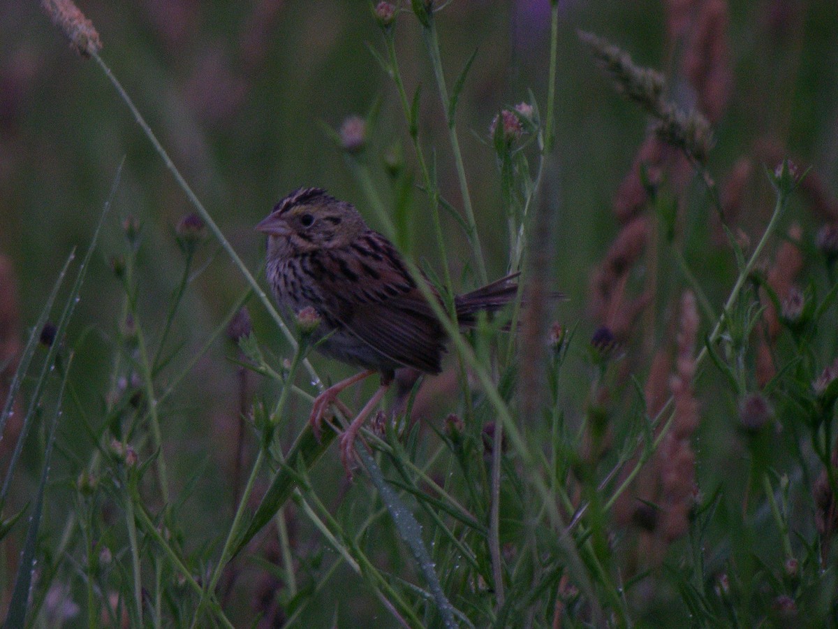 Henslow's Sparrow - ML21342421