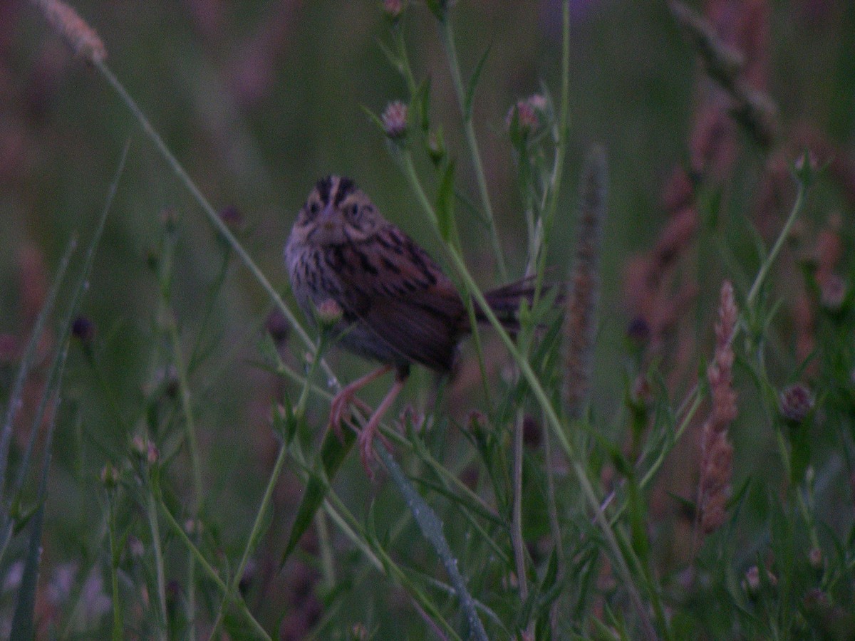 Henslow's Sparrow - ML21342441