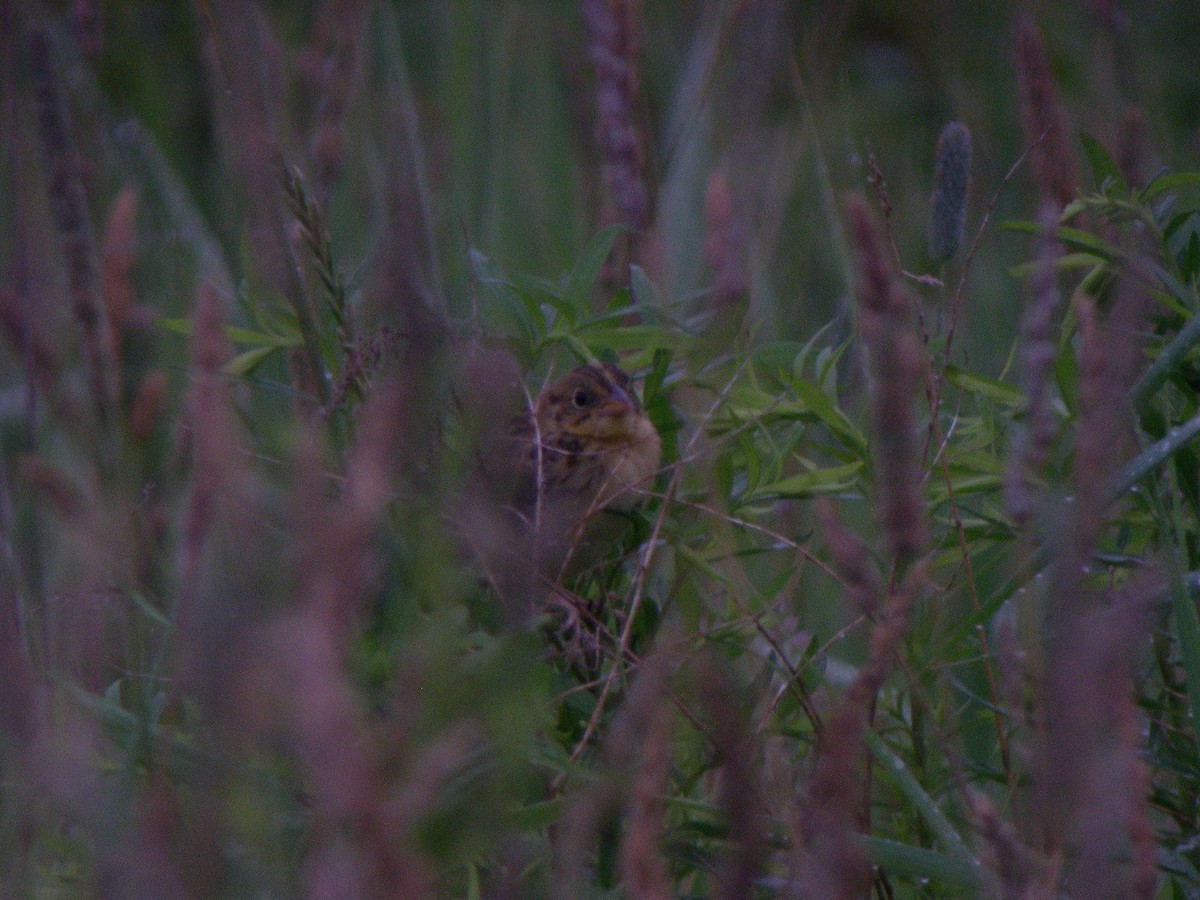 Henslow's Sparrow - ML21342471