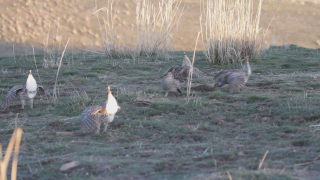 Sharp-tailed Grouse - ML213426341